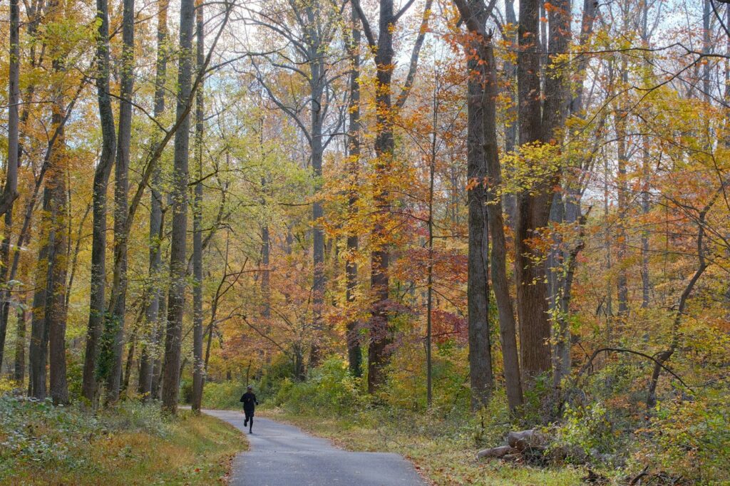 Person beim Zone 2 Laufen auf einem herbstlichen Waldpfad